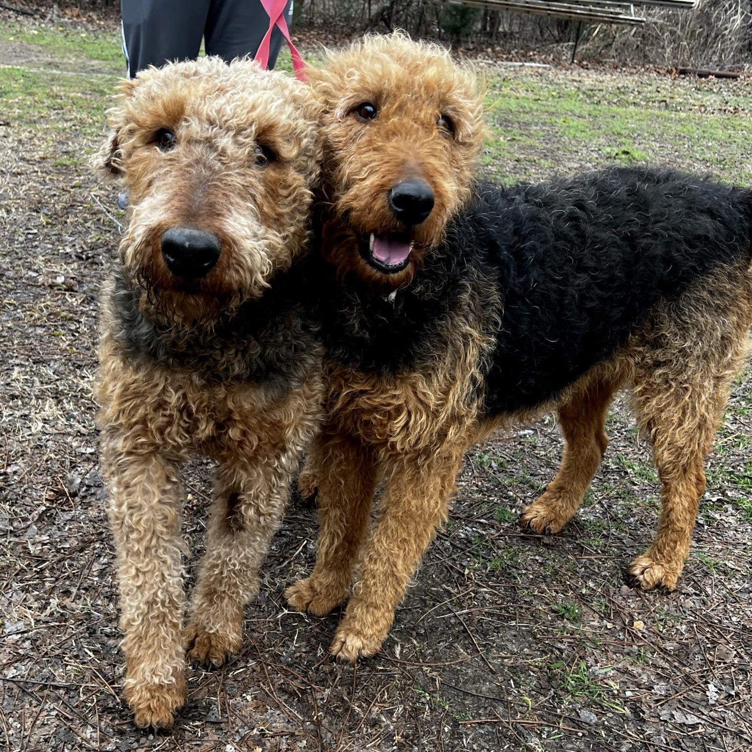 Home - Texas Airedale Rescue Team