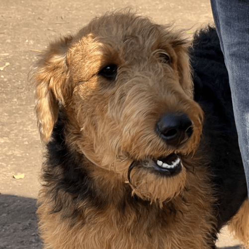 Ollie aka Lavender Collar Female Texas Airedale Rescue Team