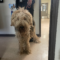 Oakley aka Lee